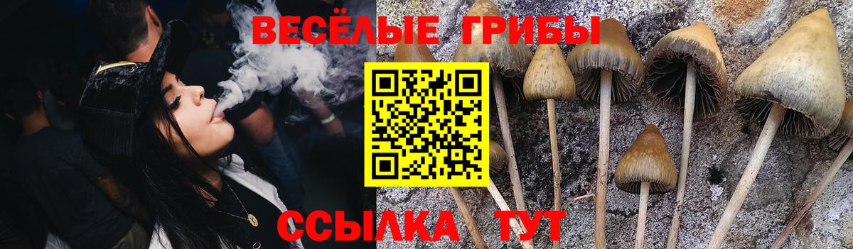 Псилоцибиновые грибы Cubensis Нерюнгри